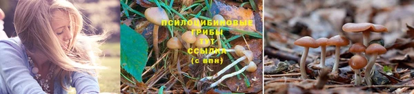 мяу мяу мука Алексин